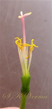  Flower with perianth removed-Stamens 7, stigma 3-fid